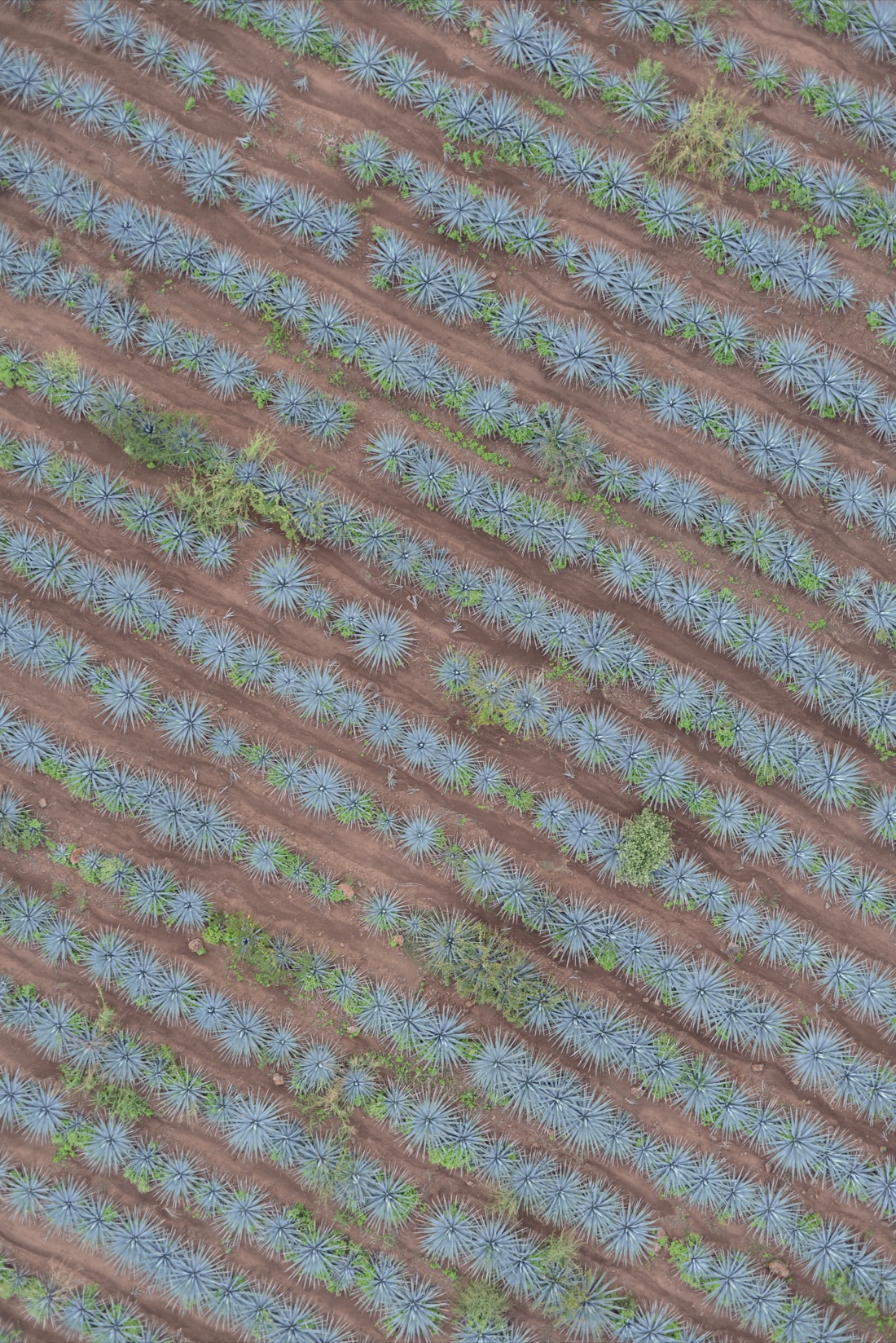 Campo de agave azul — Agrotech